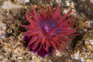 Actinia equina 24-04-2014_2.jpg